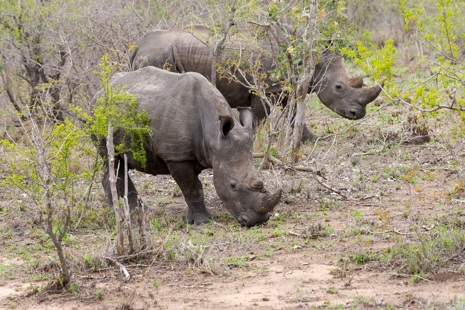 20161113 111102 Nashorn